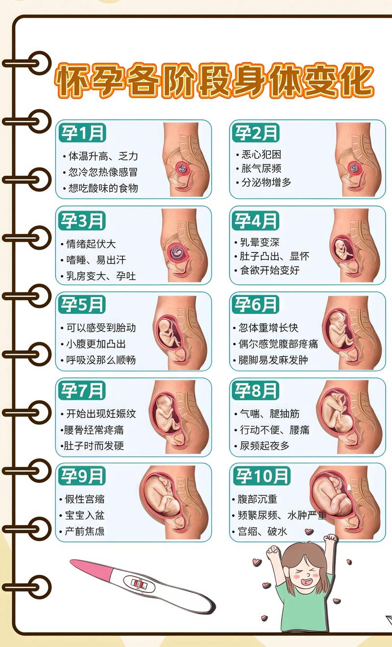 揭秘供卵代孕妈妈怀孕小腹分两节，孕期变化的奥秘资阳代生机构:
